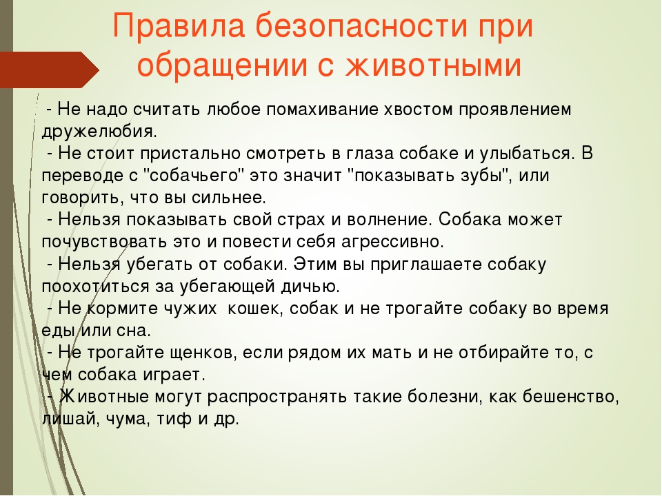 Регламент обращения. Безопасность при обращении с животными. Правила обращения с домашними животными. Памятка по безопасному обращению с животными. Правила безопасного обращения с животными.