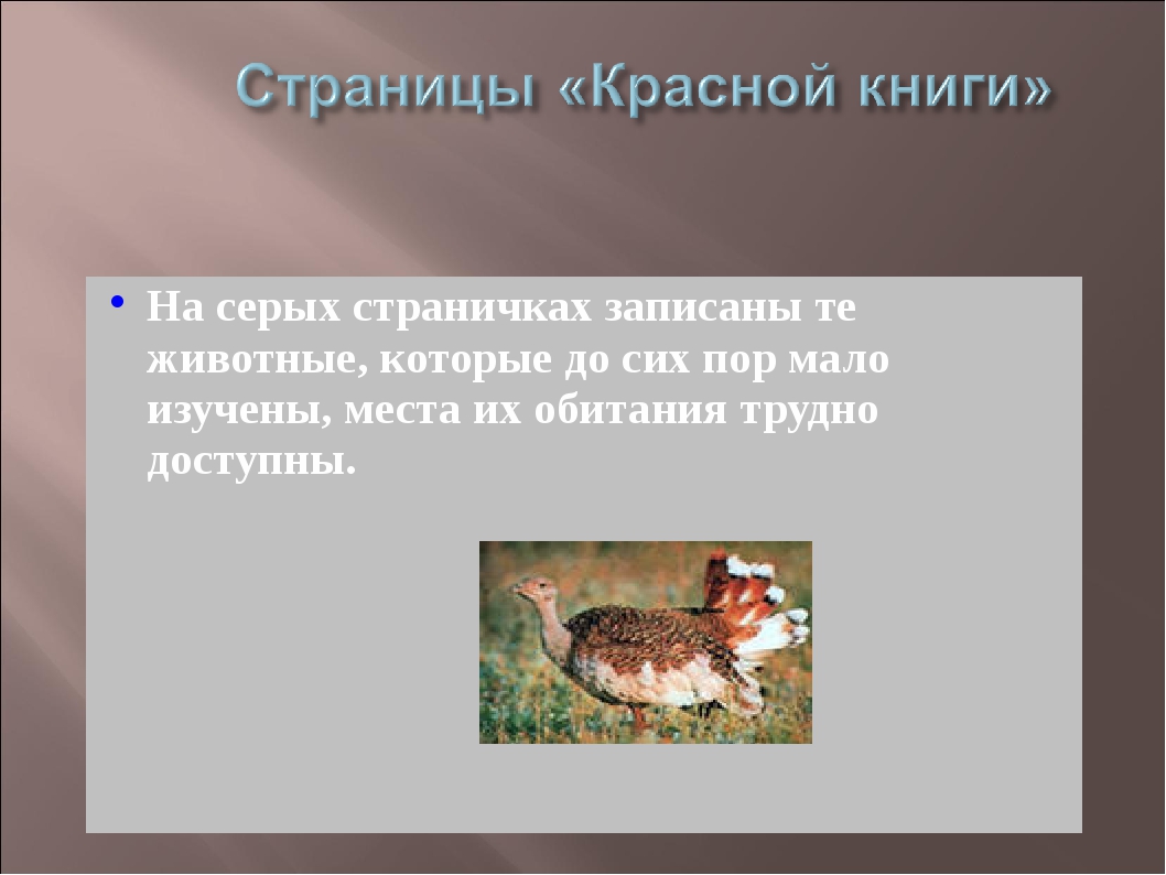 Содержание животных 6 класс технология. Презентация по животным содержание.