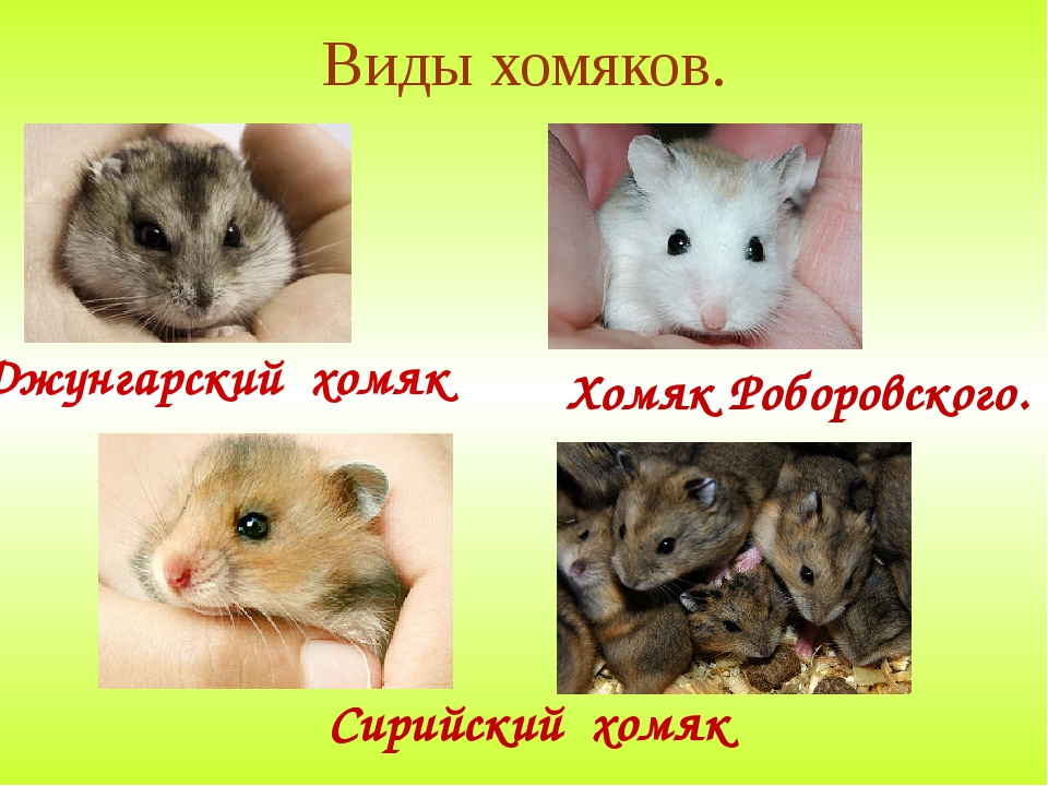 бутики, павильоны, как определить породу хомяка с фото того, чтобы